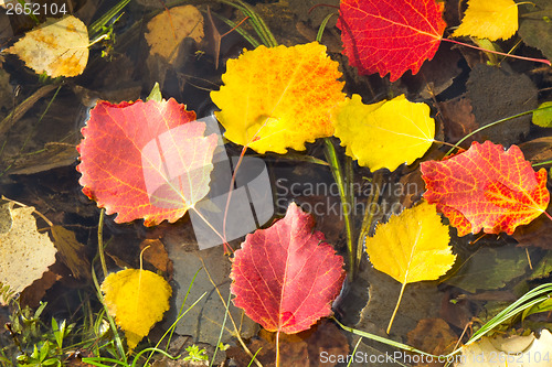 Image of Fallen from the trees, the leaves on the surface of the water in