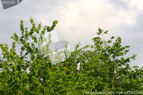 Image of Trees against sky
