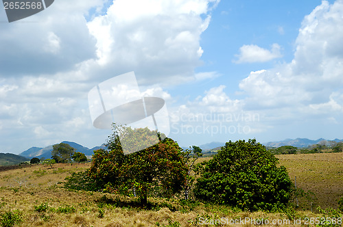 Image of Trees in green nature