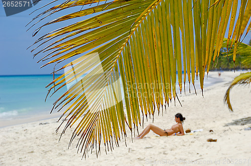 Image of Palm leaf hanging over exotic beach