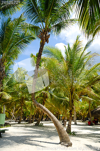 Image of Palms at Saona Island
