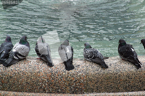 Image of Pigeons