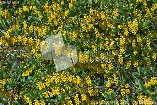 Image of Yellow flowering.