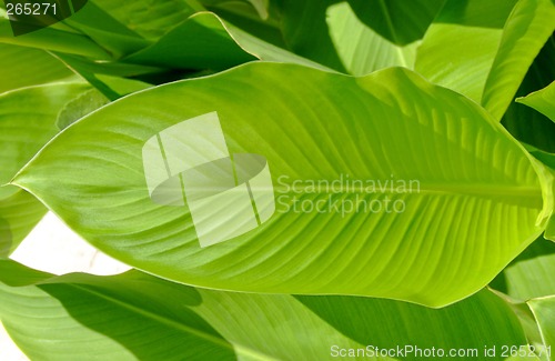 Image of Leaf