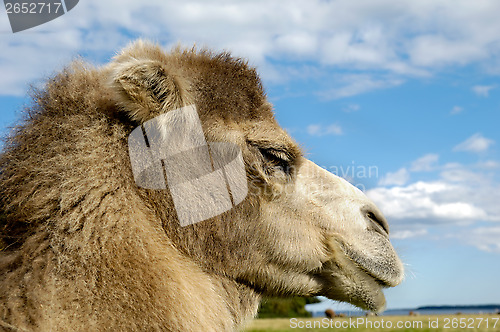 Image of Camel face