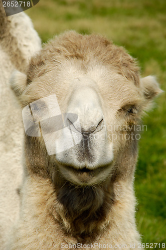 Image of Camel face