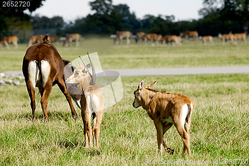 Image of Antelopes are standing on green grass