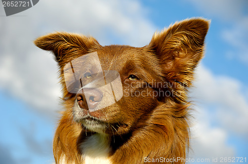 Image of Border Collie dog