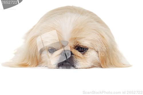Image of Face of a sad pekingese dog