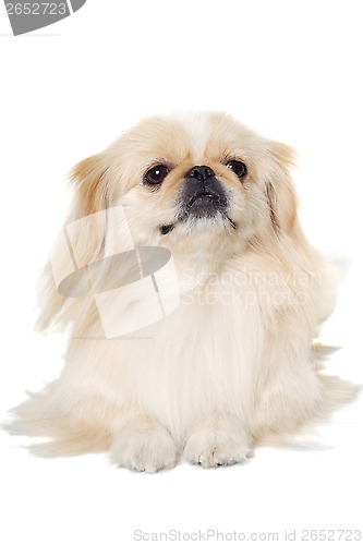 Image of Pekingese dog isolated on a white background