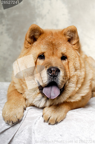 Image of Chow dog resting