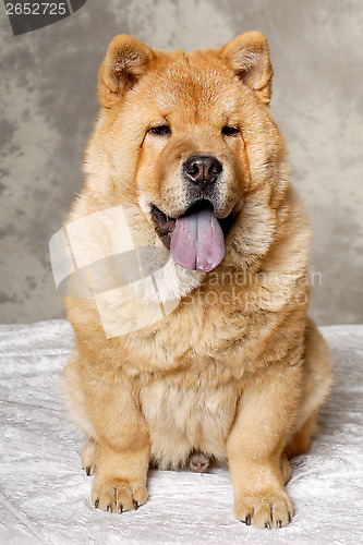 Image of Chow dog