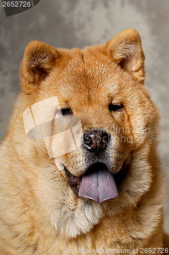 Image of Face of Chow dog