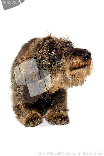 Image of Dachshund dog on white background