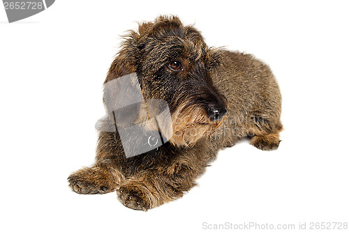 Image of Dachshund dog on white background