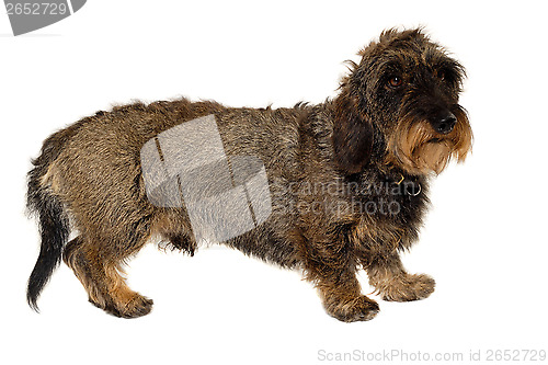 Image of Dachshund dog on white background