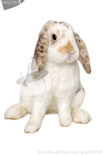 Image of Rabbit sitting