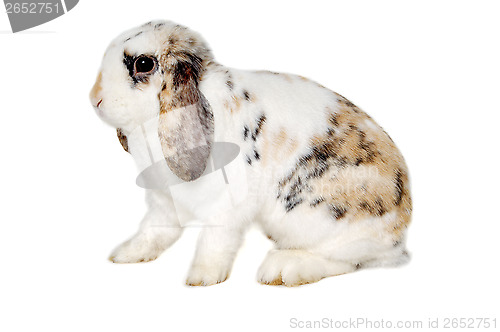 Image of Rabbit isolated on white background