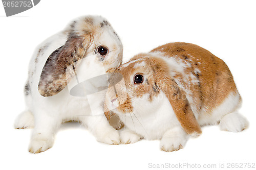 Image of Two rabbits isolated on a white background