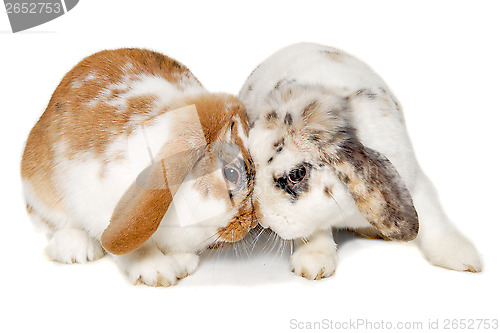 Image of Two rabbits isolated on a white background