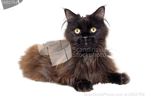 Image of Black cat isolated on a white background