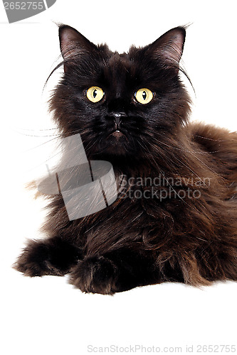 Image of Black cat isolated on a white background