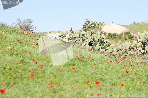 Image of Spring flowers - red on green