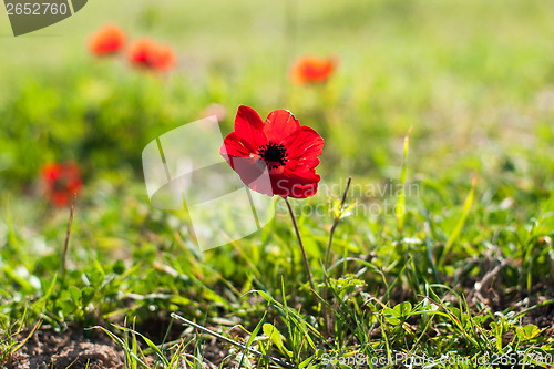 Image of Spring flowers - red on green