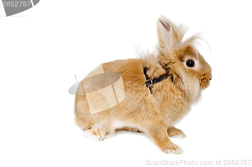 Image of Rabbit isolated on white background