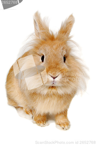 Image of Rabbit isolated on white background