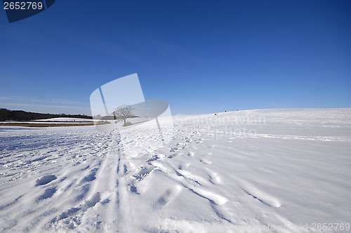 Image of Tree on hill at winter