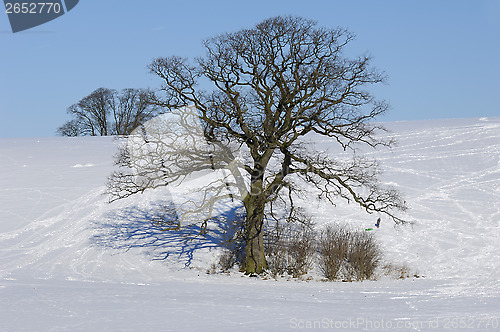 Image of Tree on hill at winter