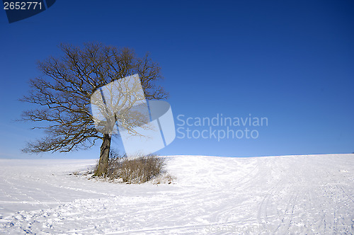 Image of Tree on hill at winter