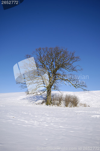 Image of Tree on hill at winter