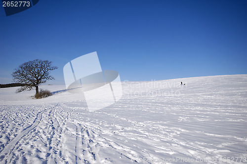 Image of Tree on hill at winter