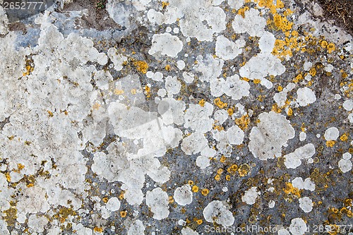 Image of texture of stone covered with mold