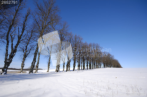 Image of Trees on hill at winter