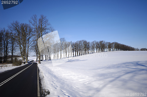 Image of Trees on hill at winter