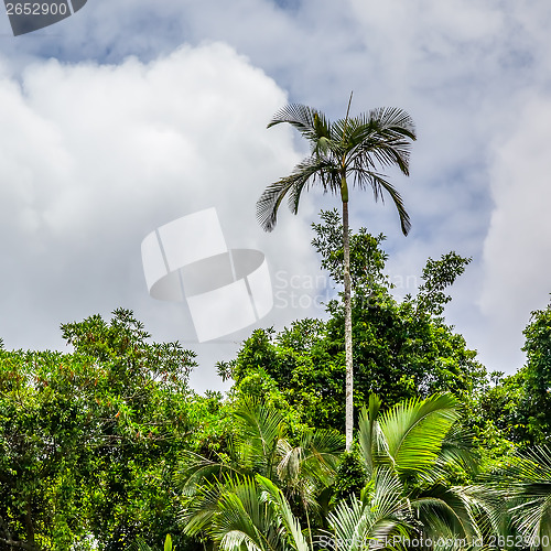 Image of Palm Tree