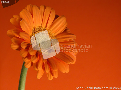 Image of gerbera