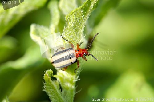 Image of Three Lined Potato Beetle