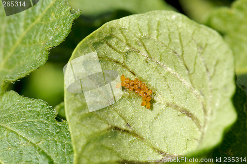 Image of Potato Beetle Egg Cluster