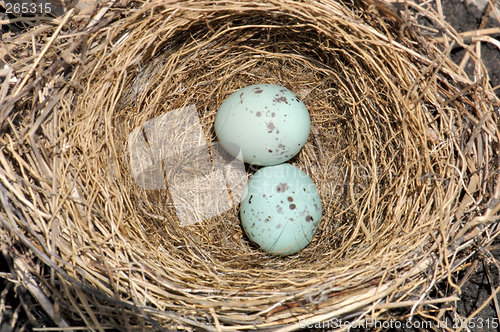 Image of Bird Nest and Blue Eggs