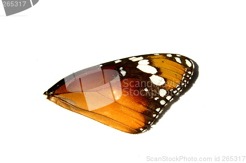 Image of Monarch Wing