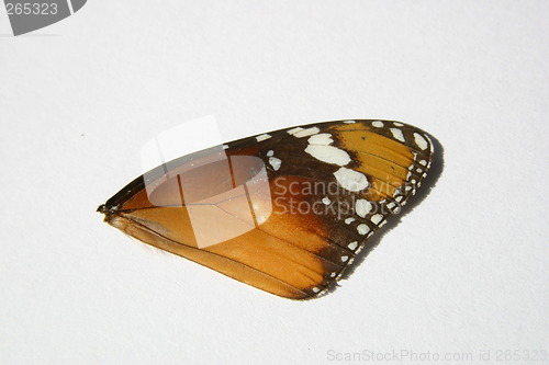 Image of Wing
