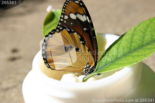 Image of Gentle on Skin