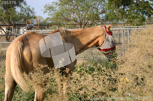 Image of Hungry Horse