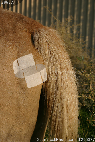 Image of Horse Rear