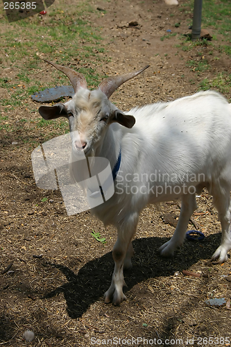 Image of Billy Goat