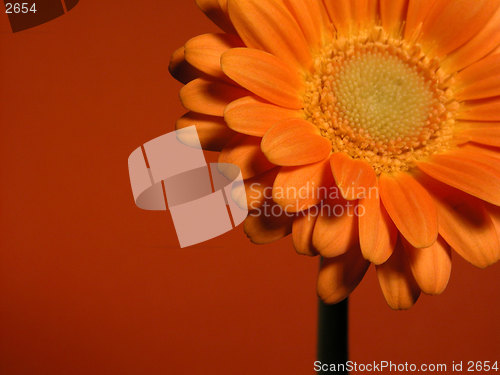 Image of gerbera